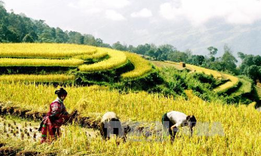 Tưng bừng Tuần Văn h&oacute;a du lịch ruộng bậc thang Ho&agrave;ng Su Ph&igrave;