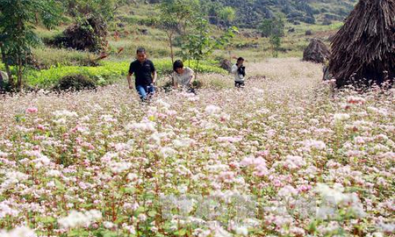 H&agrave; Giang qu&aacute; tải du kh&aacute;ch v&igrave; lễ hội hoa tam gi&aacute;c mạch