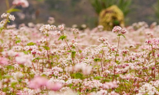 Du kh&aacute;ch đổ x&ocirc; l&ecirc;n H&agrave; Giang ngắm hoa tam gi&aacute;c mạch