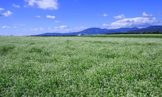 Cẩm nang du lịch m&ugrave;a hoa hướng dương, cải trắng ở Đ&agrave; Lạt