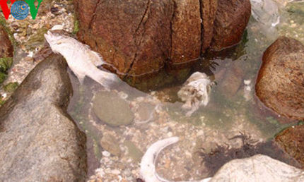 C&aacute; chết trắng biển: Formosa c&oacute; đang th&aacute;ch thức người d&acirc;n?