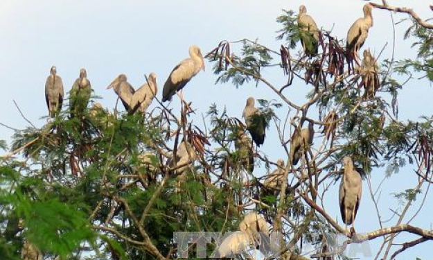 Chim qu&yacute; k&eacute;o về sinh sống ở di t&iacute;ch hầm Đờ C&aacute;t