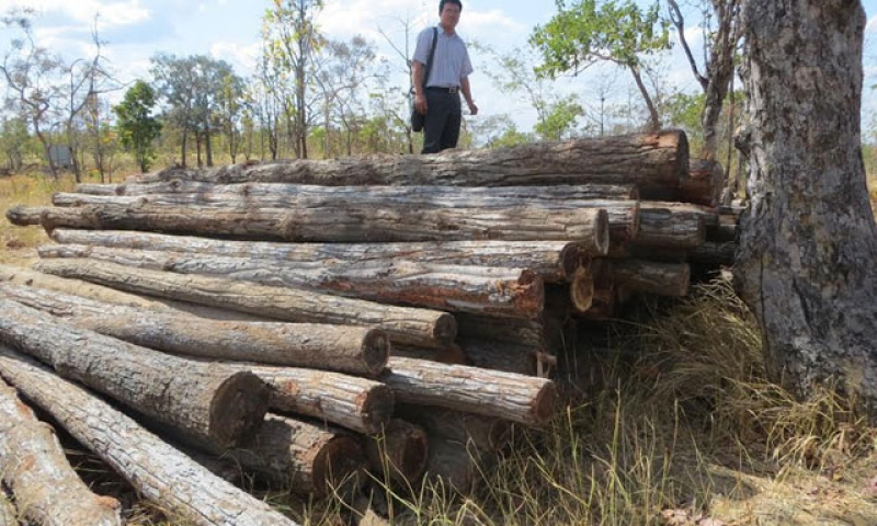 Thủ tướng y&ecirc;u cầu 3 tỉnh kiểm tra phản &aacute;nh về chặt ph&aacute; rừng