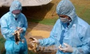 Thủ tướng chỉ đạo tập trung ph&ograve;ng chống c&uacute;m gia cầm
