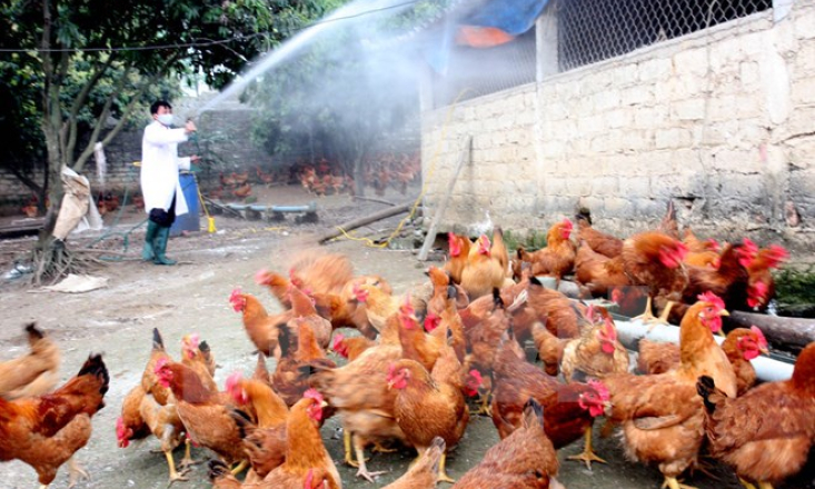Xuất hiện th&ecirc;m 2 ổ dịch c&uacute;m gia cầm
