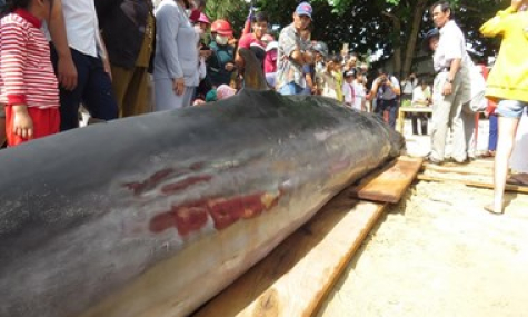 C&aacute; B&agrave; Bằng khổng lồ 400kg lụy t&agrave;u, ngư d&acirc;n tr&uacute;ng đậm luồng c&aacute;