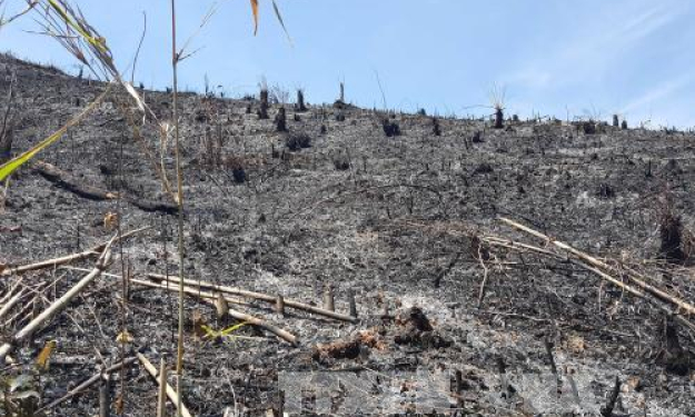 Đắk N&ocirc;ng l&agrave;m r&otilde; vụ việc ‘rừng bị ph&aacute; nghi&ecirc;m trọng, ch&iacute;nh quyền chậm v&agrave;o cuộc’