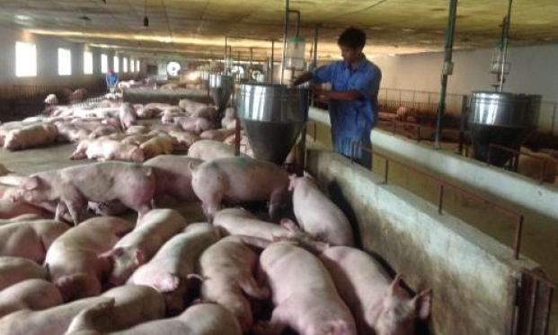 Chỉnh phủ y&ecirc;u cầu l&agrave;m r&otilde; nghịch l&yacute; gi&aacute; thịt lợn