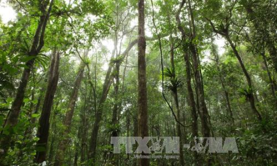 Chương tr&igrave;nh h&agrave;nh động bảo vệ v&agrave; ph&aacute;t triển rừng