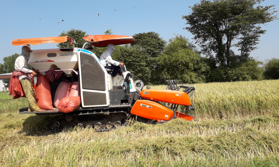 Đức H&ograve;a: năng suất l&uacute;a m&ugrave;a thu đ&ocirc;ng 2017 đạt 50 tạ/ha