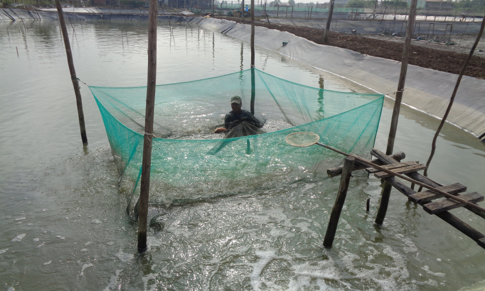 Cần Giuộc: m&ocirc; h&igrave;nh nu&ocirc;i c&aacute; đối trong ao t&ocirc;m