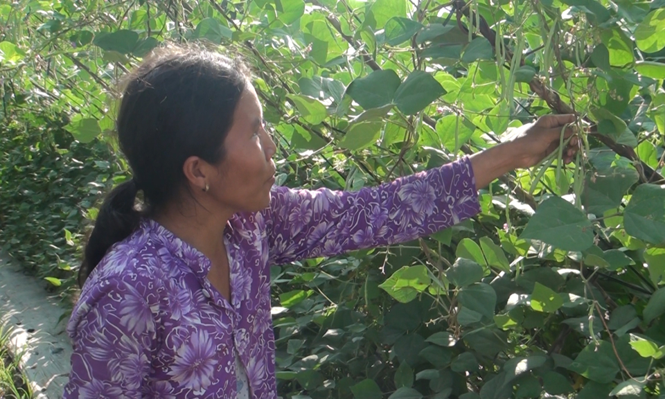 Đức H&ograve;a: n&ocirc;ng d&acirc;n trồng đậu que được gi&aacute;