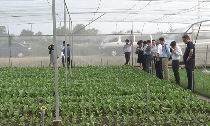 Cần Giuộc: DN Nhật t&igrave;m hiểu đầu tư sản xuất rau ứng dụng c&ocirc;ng nghệ cao