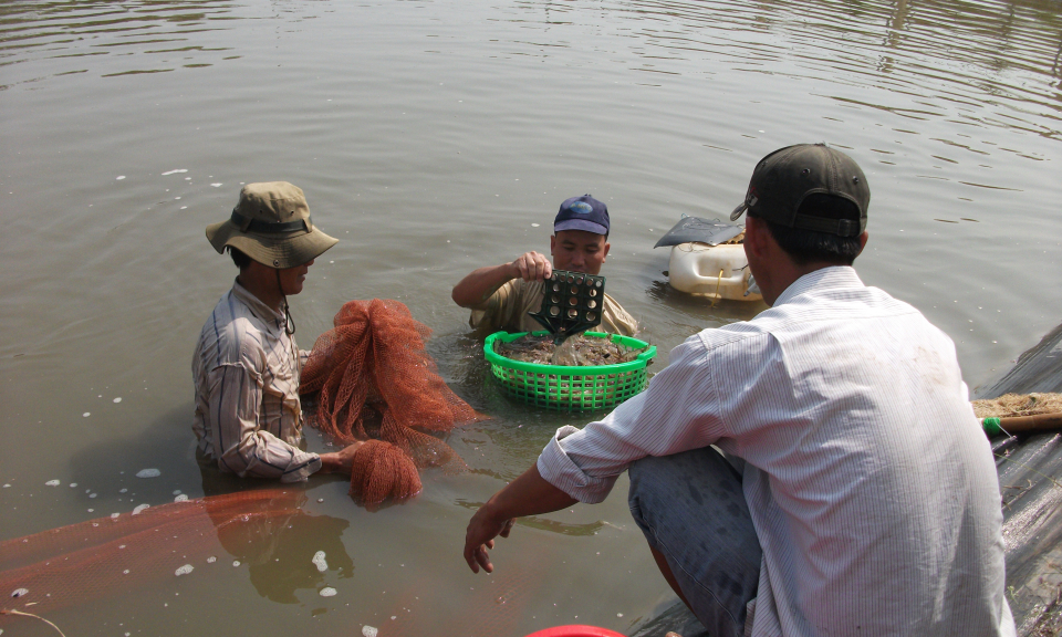 Cần Giuộc: Sản lượng t&ocirc;m 2017 đạt 5.000 tấn