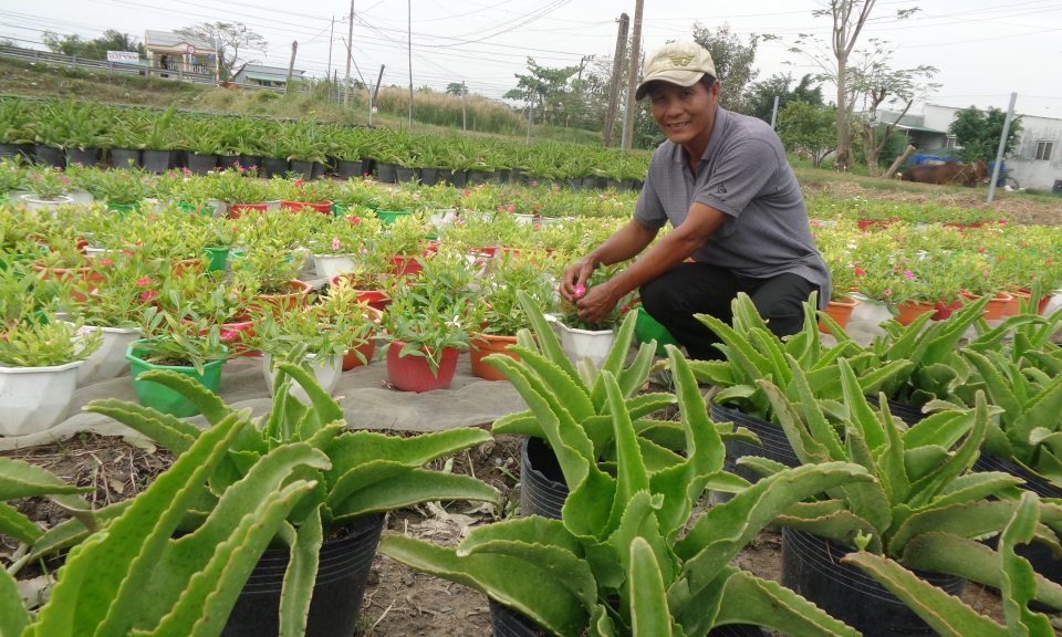 Cần Giuộc: hơn 12ha hoa c&aacute;c lọai trồng Tết
