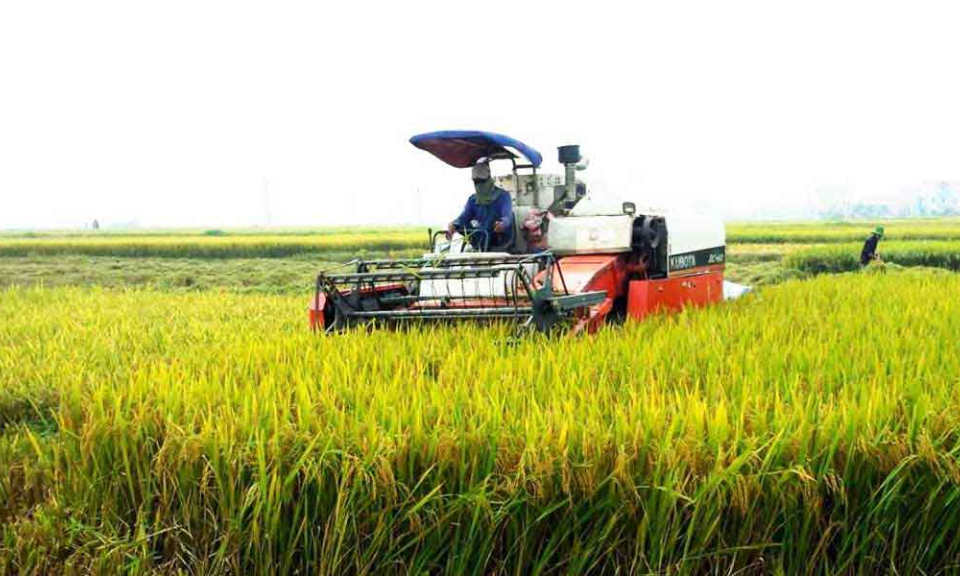 Kiến Tường: ph&aacute;t triển v&ugrave;ng l&uacute;a chất lượng cao