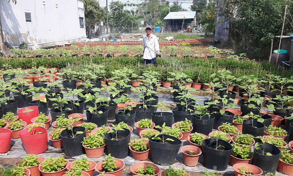 Bến Lức chuẩn bị m&ugrave;a hoa tết