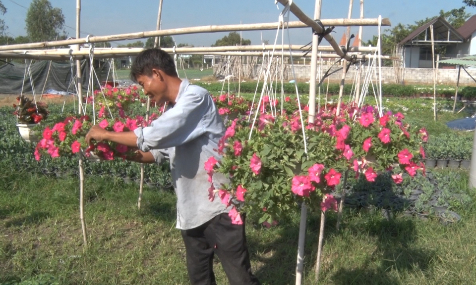 Đức H&ograve;a : Tất bật chăm s&oacute;c hoa phục vụ thị trường tết năm 2018