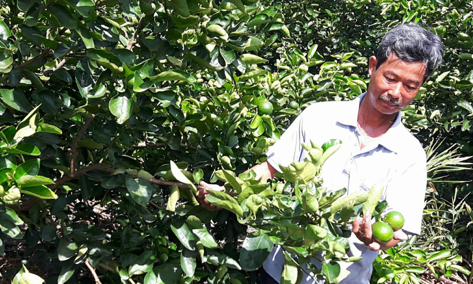 Bến Lức: Chanh tăng gi&aacute;, n&ocirc;ng d&acirc;n phấn khởi