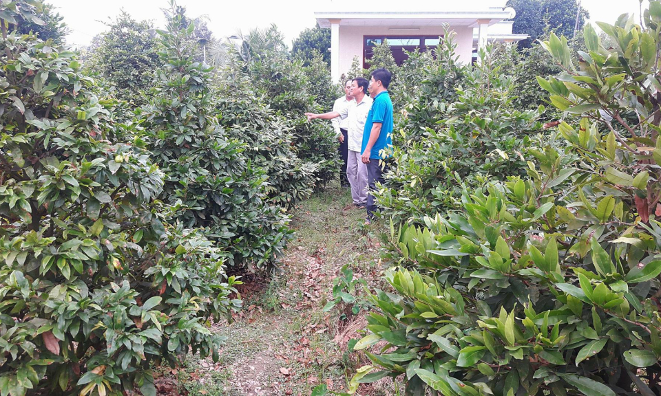 Bến Lức: Mai vườn sẵn s&agrave;ng đ&oacute;n xu&acirc;n