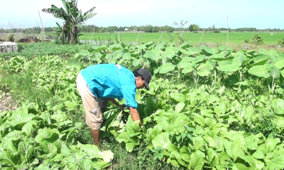 Đức H&ograve;a, Cần Giuộc: N&ocirc;ng d&acirc;n t&iacute;ch cực chăm s&oacute;c rau m&agrave;u, dưa hấu phục vụ tết