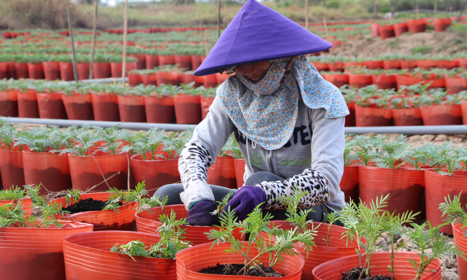 Thủ Thừa: nh&agrave; vườn trồng hoa Tết