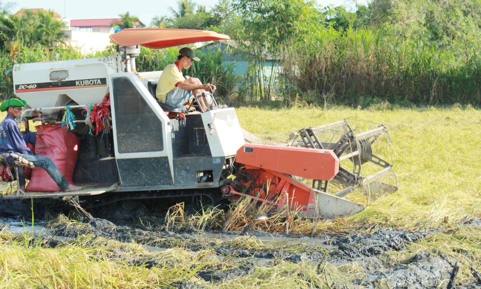 N&ocirc;ng d&acirc;n Cần Đước thu hoạch l&uacute;a N&agrave;ng thơm chợ Đ&agrave;o phục vụ thị trường tết