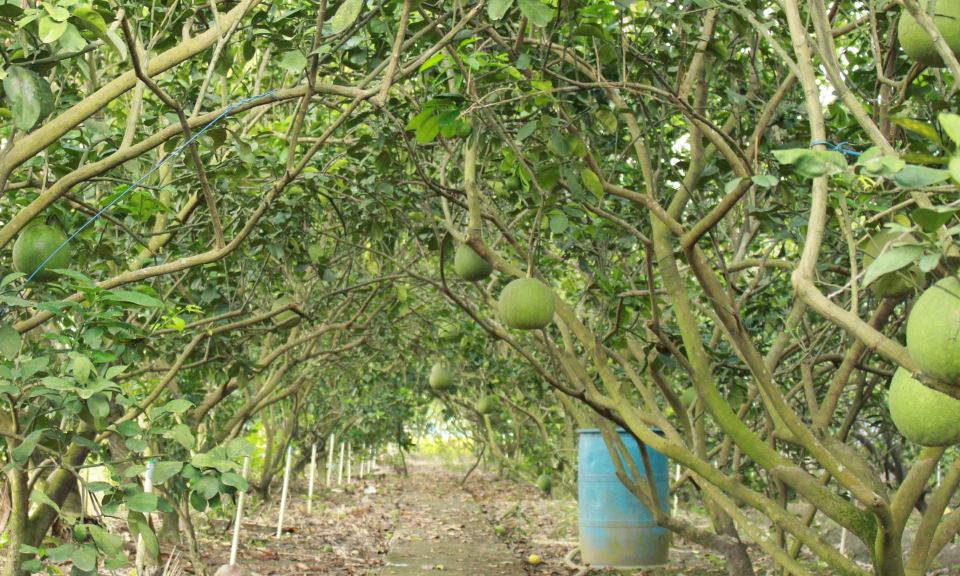 Cần Đước trồng Bửơi da xanh cung cấp thị trường tết.