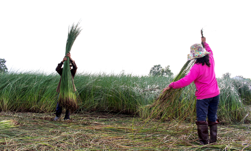 N&ocirc;ng d&acirc;n Cần Đước bước v&agrave;o vụ thu hoạch c&acirc;y l&aacute;t