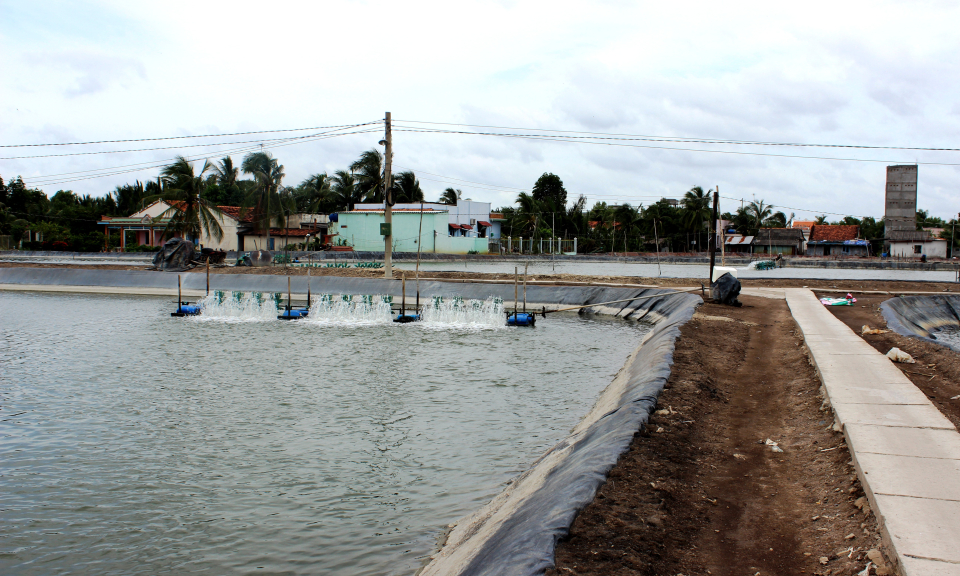 N&ocirc;ng d&acirc;n Cần Đước bước v&agrave;o vụ nu&ocirc;i t&ocirc;m mới năm 2018