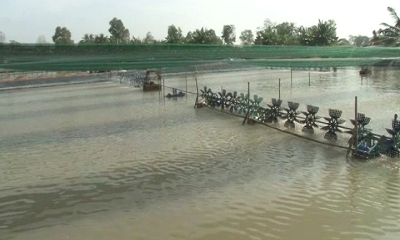 Cần Giuộc: Ph&ograve;ng chống dịch bệnh v&ugrave;ng nu&ocirc;i t&ocirc;m nước lợ