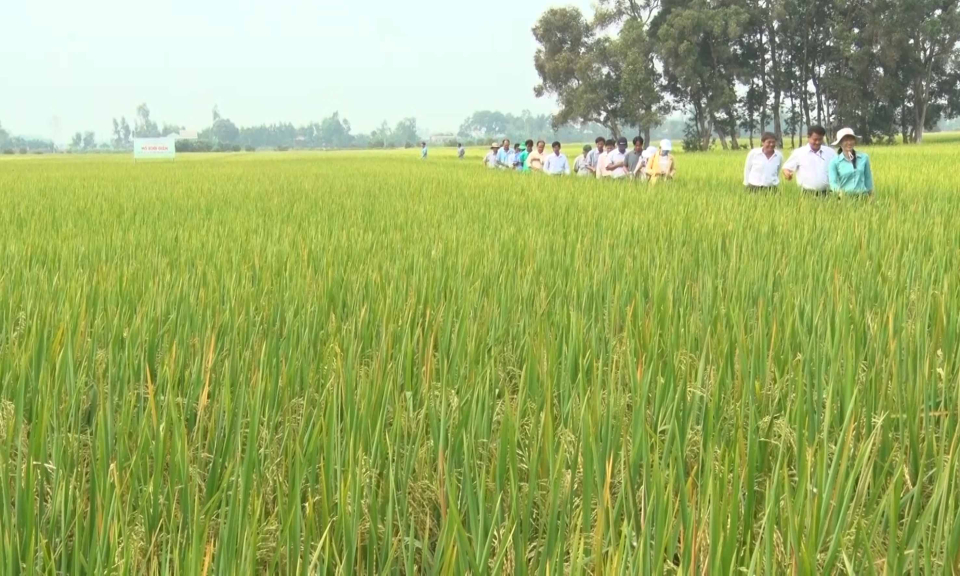 T&acirc;n Thạnh: Gi&aacute;m s&aacute;t c&aacute;c x&atilde; thực hiện m&ocirc; h&igrave;nh l&uacute;a chất lượng cao