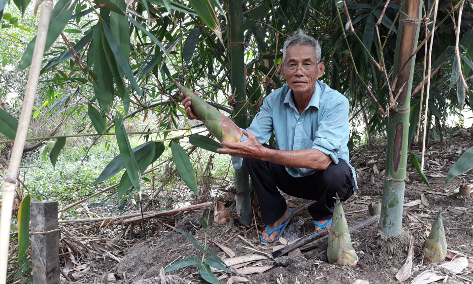 Thủ Thừa: M&ocirc; h&igrave;nh trồng măng Điền Tr&uacute;c đem lại nguồn thu nhập cao.