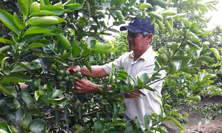 Bến Lức: Quản l&yacute; hiệu quả dịch bệnh tr&ecirc;n c&acirc;y chanh