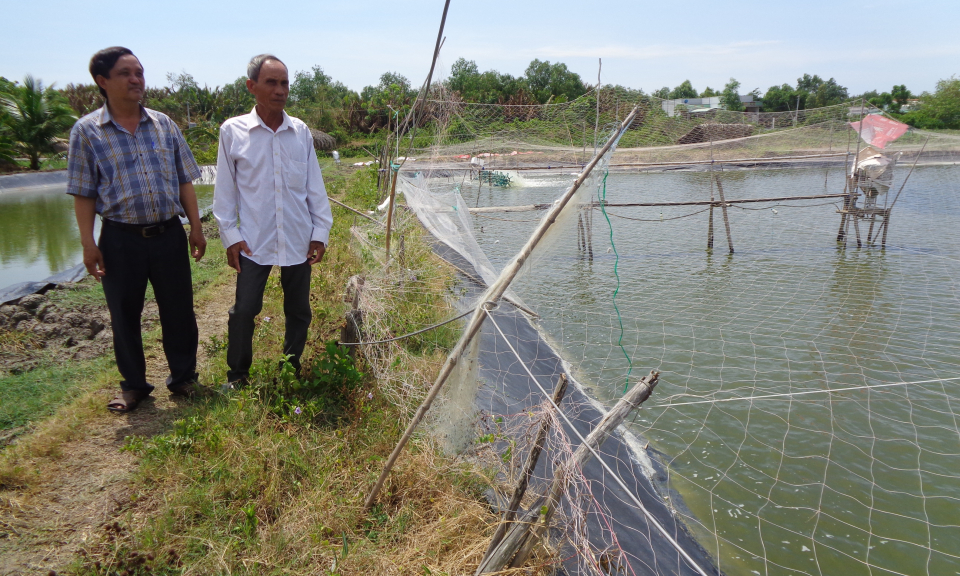 Cần Giuộc: Gi&aacute; t&ocirc;m giảm mạnh, n&ocirc;ng d&acirc;n lo lắng