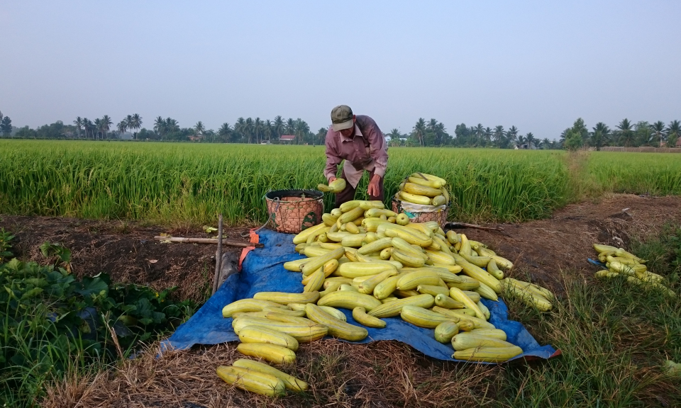 Thủ Thừa: Sản xuất vụ đ&ocirc;ng xu&acirc;n vượt kế hoạch