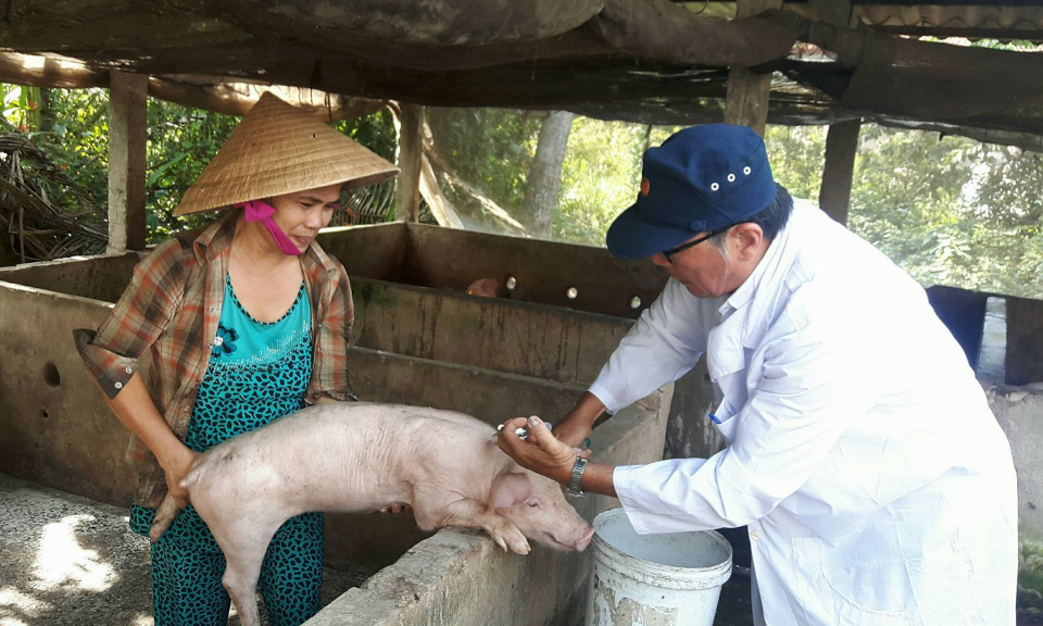 Bến Lức: Chủ động ph&ograve;ng chống dịch bệnh cho đ&agrave;n vật nu&ocirc;i trong m&ugrave;a mưa