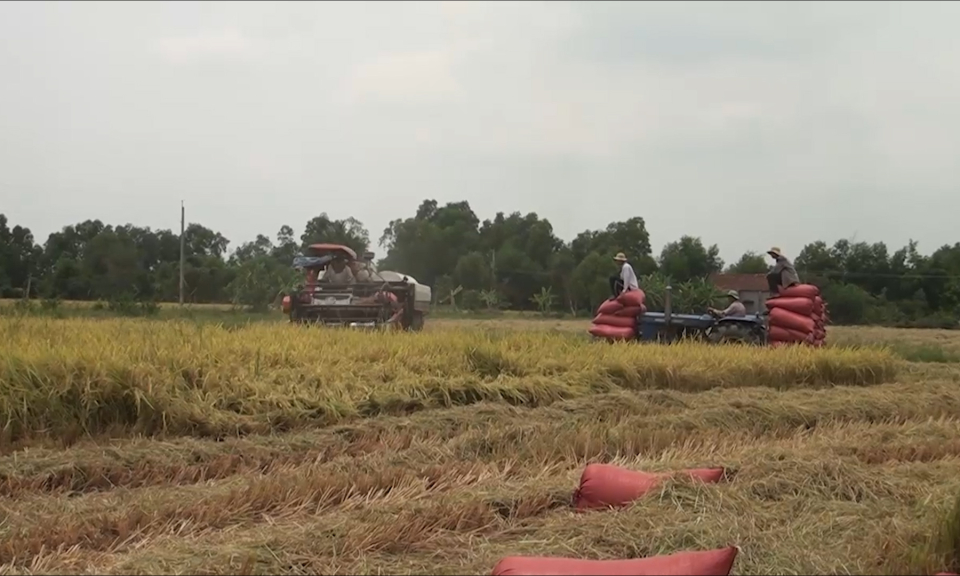 Đức H&ograve;a: Sơ kết vụ đ&ocirc;ng xu&acirc;n 2017-2018