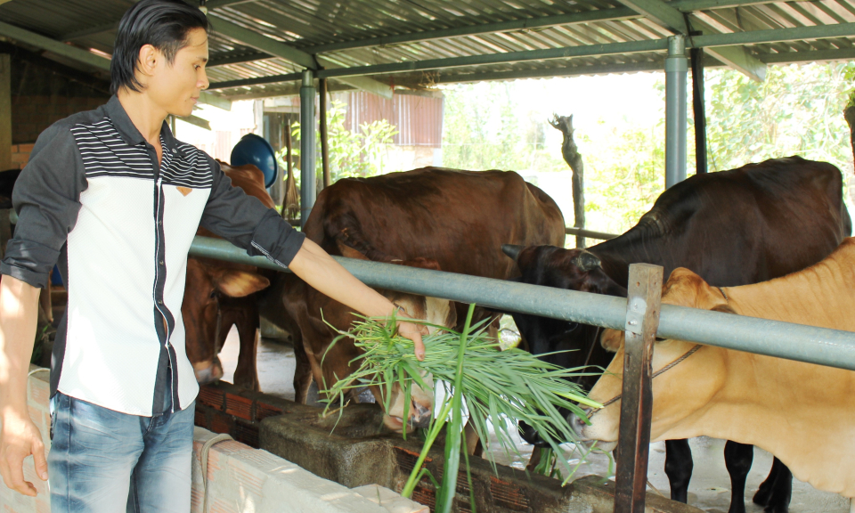 Anh Văn C&ocirc;ng Được th&agrave;nh c&ocirc;ng trong nu&ocirc;i b&ograve; sinh sản