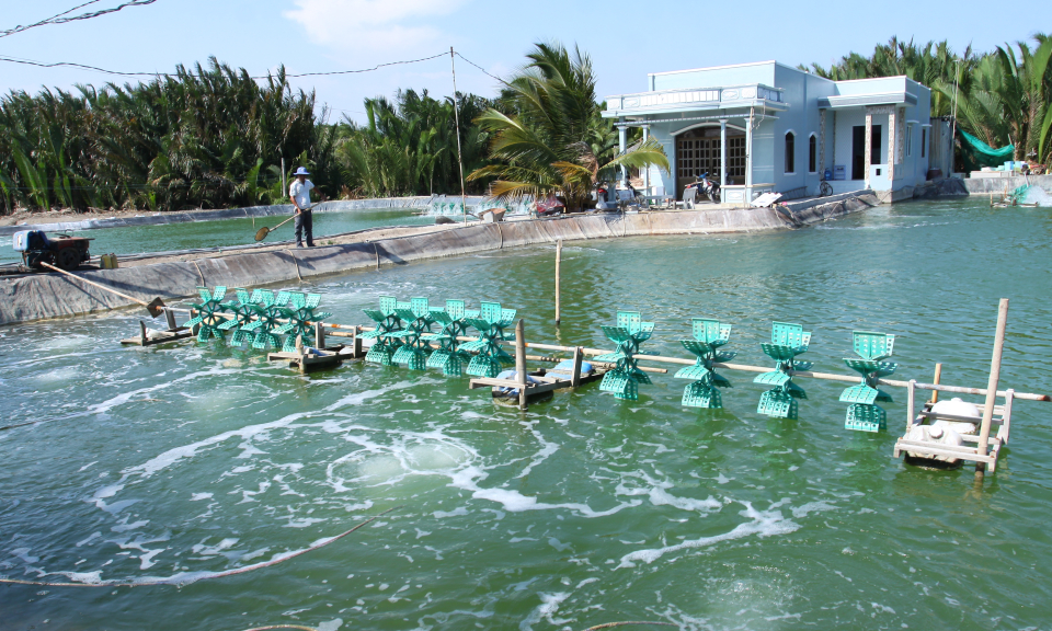 Vụ nu&ocirc;i t&ocirc;m 2017, x&atilde; T&acirc;n Ch&aacute;nh huyện Cần Đước l&atilde;i hơn 41 tỷ đồng