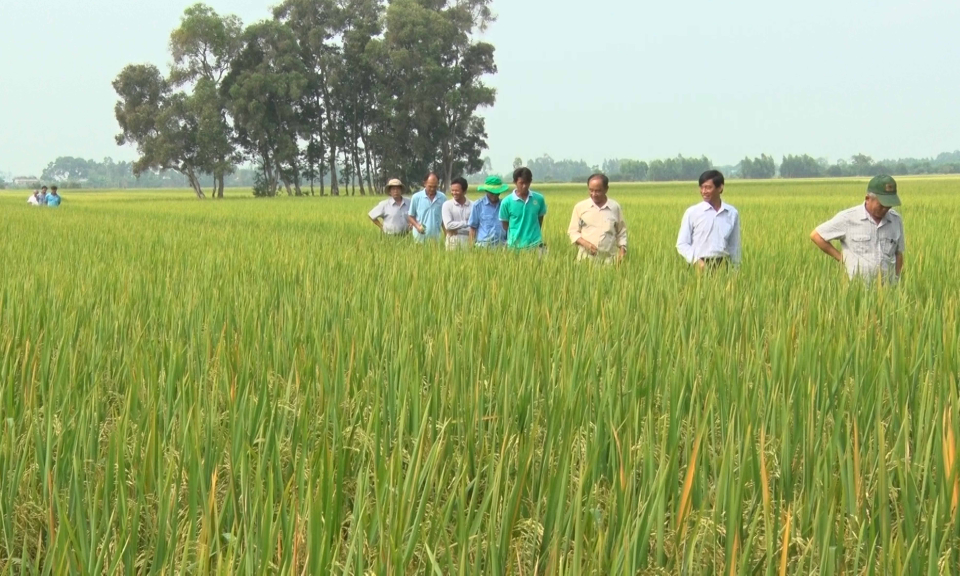 T&acirc;n Thạnh: Chương tr&igrave;nh đột ph&aacute; x&acirc;y dựng v&ugrave;ng l&uacute;a chất lượng cao