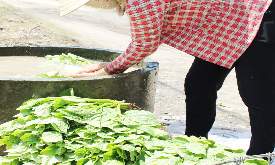 N&ocirc;ng d&acirc;n Cần Đứơc phấn khởi v&igrave; rau m&agrave;u được gi&aacute;