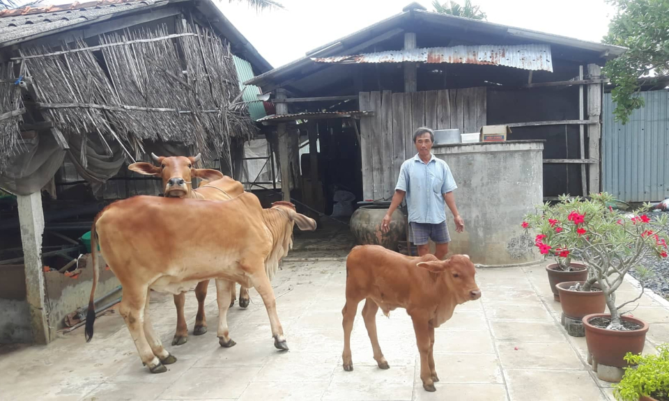 Bến Lức: B&ograve; giảm gi&aacute; nhưng n&ocirc;ng d&acirc;n tăng đ&agrave;n vật nu&ocirc;i