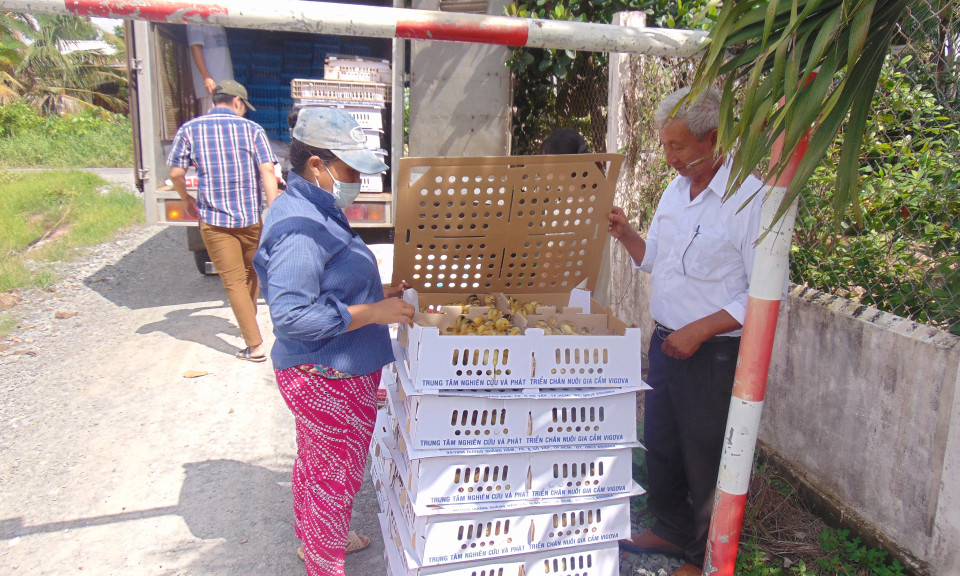 Trung t&acirc;m khuyến n&ocirc;ng Quốc gia hỗ trợ vịt biển tại Cần Đước