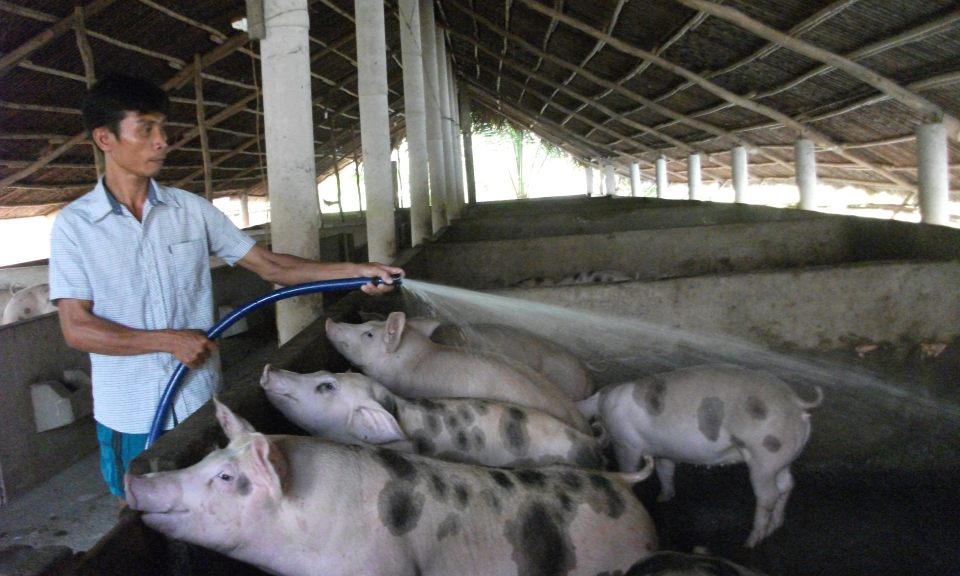 Cần Giuộc: Gi&aacute; heo tăng, người chăn nu&ocirc;i thận trọng t&aacute;i đ&agrave;n