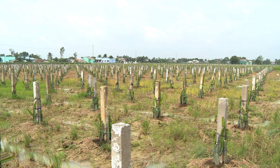 Trồng thanh long tr&ecirc;n đất nhiễm mặn