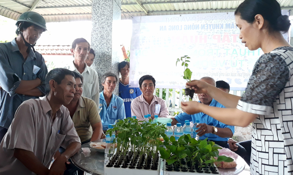 TP T&acirc;n An: Tập huấn kỹ thuật trồng c&agrave; chua gh&eacute;p tr&ecirc;n gốc c&acirc;y c&agrave; t&iacute;m