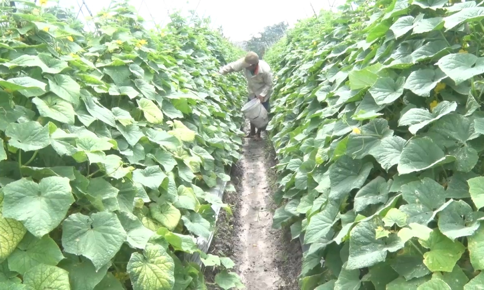 Đức H&ograve;a: Hướng đi mới sản xuất rau ứng dụng c&ocirc;ng nghệ cao