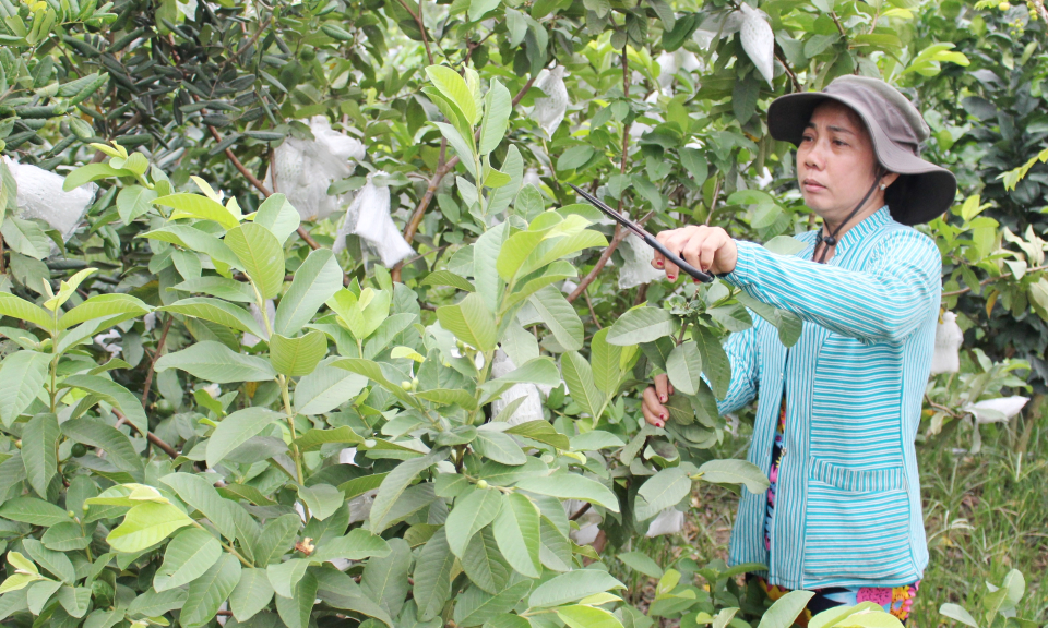 Cần Đước: Hiệu quả từ m&ocirc; h&igrave;nh trồng ổi xen canh bưởi da xanh