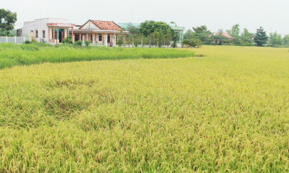 Cần Đước nh&acirc;n rộng m&ocirc; h&igrave;nh c&aacute;nh đồng l&uacute;a lớn